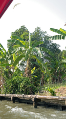 Musa × paradisiaca