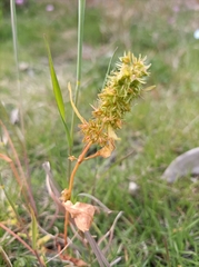 Rumex maritimus