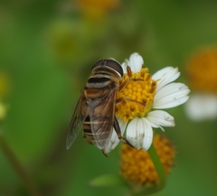 Palpada vinetorum