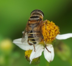 Palpada vinetorum