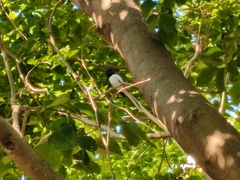 Terpsiphone paradisi