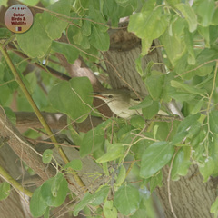 Acrocephalus stentoreus