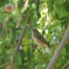 Acrocephalus stentoreus