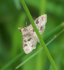 Nomophilini