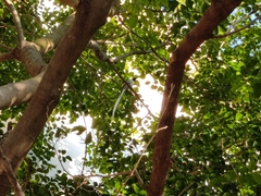 Terpsiphone paradisi