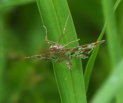 Nomophilini