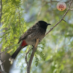 Pycnonotus cafer