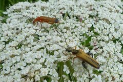 Oedemera podagrariae