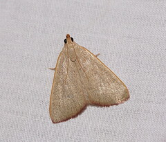 Hypsopygia albidalis