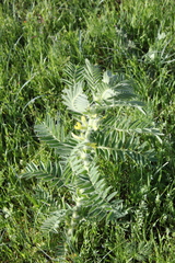 Astragalus sieversianus