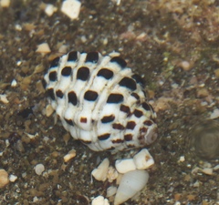 Morula uva