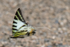 Graphium antiphates