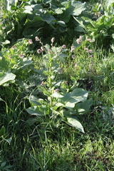 Solenanthus circinnatus
