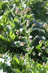 Solenanthus circinnatus