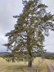 Pinus sylvestris