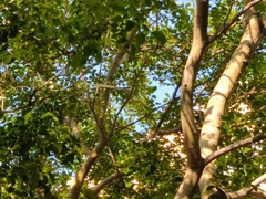 Terpsiphone paradisi