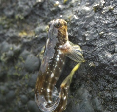 Blenniidae