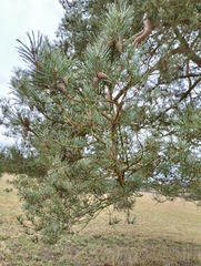 Pinus sylvestris