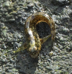 Blenniidae