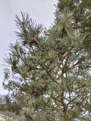 Pinus sylvestris