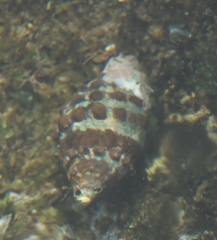 Tenguella granulata