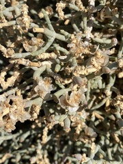 Arthrocaulon macrostachyum