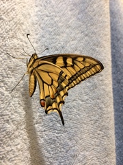 Papilio machaon