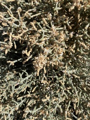 Arthrocaulon macrostachyum