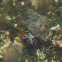Calcinus laevimanus