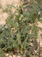 Caulanthus lasiophyllus