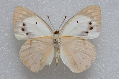 Teracolus eris