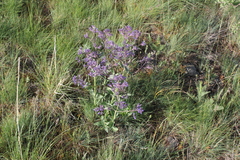 Nepeta ucranica