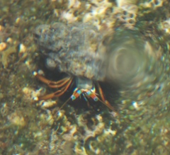 Calcinus laevimanus
