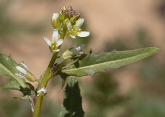 Caulanthus lasiophyllus