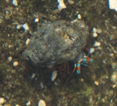 Calcinus laevimanus