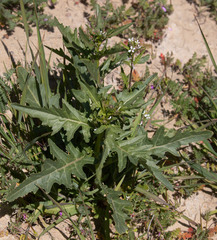 Caulanthus lasiophyllus