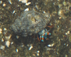 Calcinus laevimanus