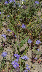 Caulanthus lasiophyllus