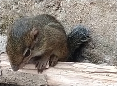 Funisciurus anerythrus