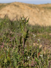 Caulanthus lasiophyllus
