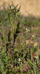 Caulanthus lasiophyllus