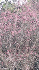 Prunus campanulata