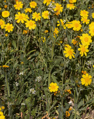 Caulanthus lasiophyllus