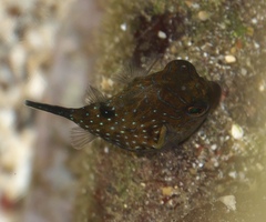 Canthigaster