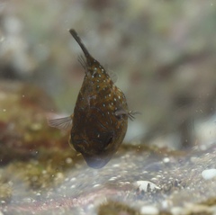 Canthigaster