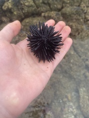 Echinometra oblonga