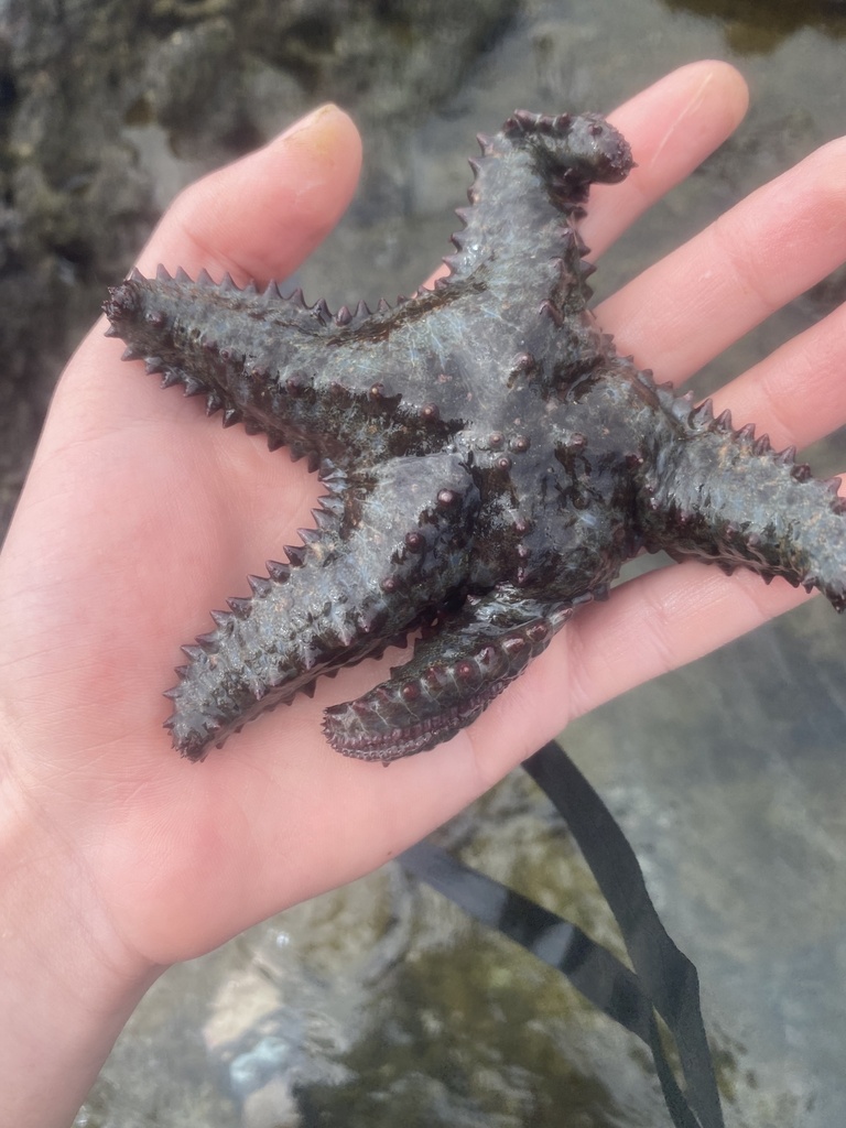 Sheriff-badge Sea Star
