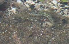 Blenniidae