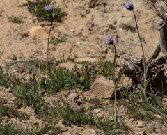 Dipterostemon capitatus