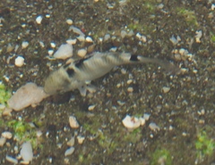 Abudefduf septemfasciatus